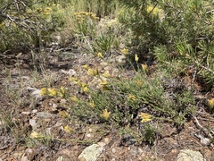 Chrysothamnus depressus