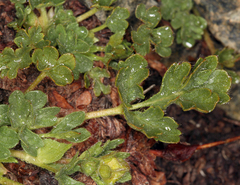 Potentilla cristae