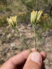 Chrysothamnus depressus