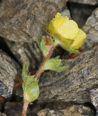 Potentilla cristae
