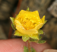 Potentilla cristae