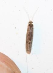 Annulipalpia