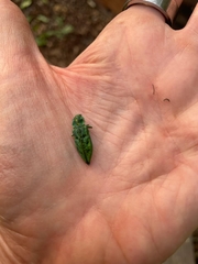 Lamprodila