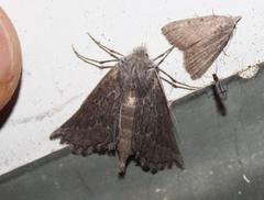 Drepanogynis rufigrisea