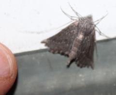 Drepanogynis rufigrisea