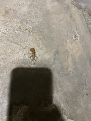 Gryllodes sigillatus