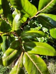 Alectryon excelsus excelsus