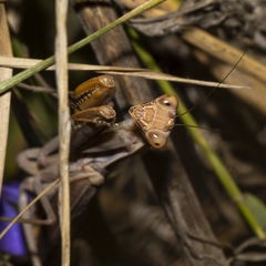 Hierodula transcaucasica