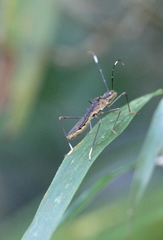Marcius longirostris