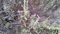 Caroxylon tuberculatum