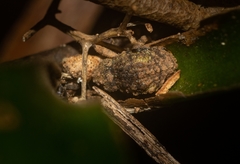 Tychreus sellatus
