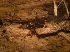 Euasteron monteithorum