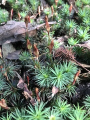 Dawsonia polytrichoides