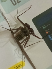 Phrynus operculatus