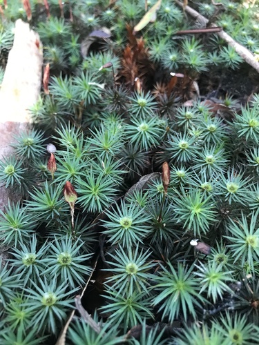 Dawsonia polytrichoides R.Br.