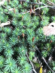 Dawsonia polytrichoides