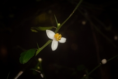 Citrus australasica