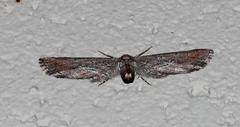 Hebdomophruda