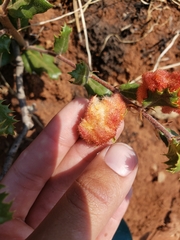 Andricus crystallinus