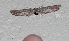 Hebdomophruda
