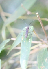 Marcius longirostris