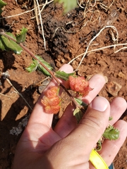 Andricus crystallinus