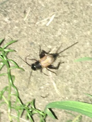 Gryllus firmus
