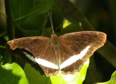 Eurytela hiarbas angustata