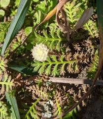 Leptinella squalida