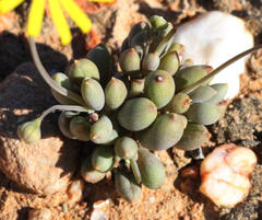 Crassothonna capensis