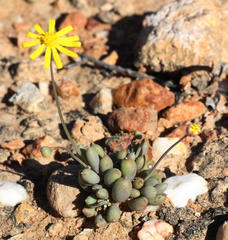 Crassothonna capensis