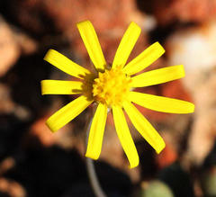 Crassothonna capensis