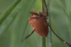 Leiobunum ventricosum