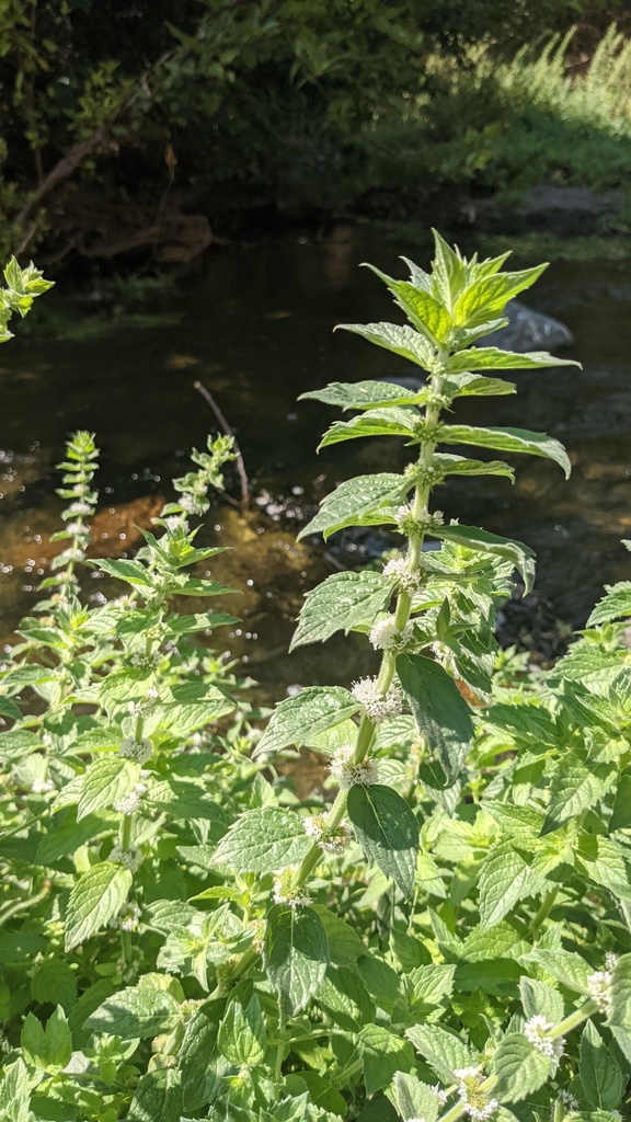 mints from Alameda County, CA, USA on August 22, 2021 at 1126 AM by