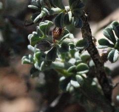 Indigofera obcordata