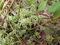 Sphagnum miyabeanum