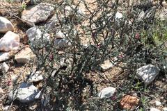 Indigofera obcordata