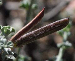 Indigofera obcordata
