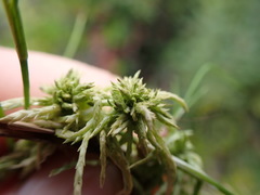 Sphagnum miyabeanum
