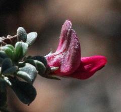Indigofera obcordata