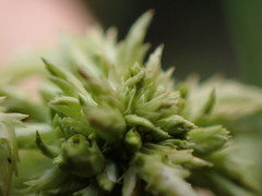 Sphagnum miyabeanum