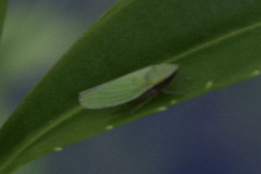 Draeculacephala antica