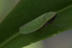 Draeculacephala antica