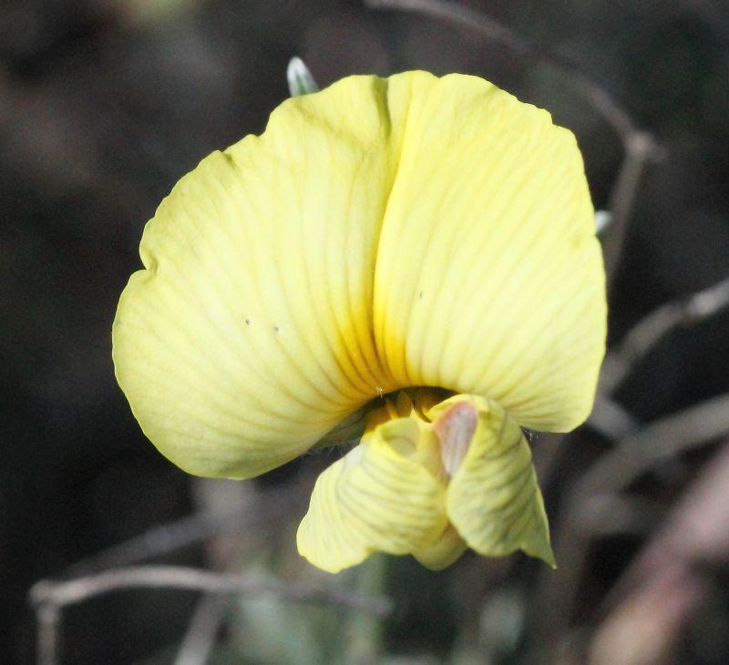 Lotononis dissitinodis