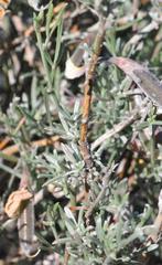 Lotononis dissitinodis