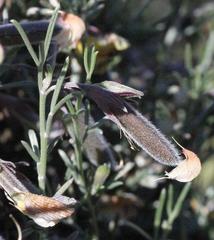 Lotononis dissitinodis