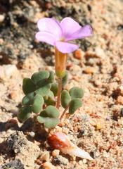 Oxalis punctata