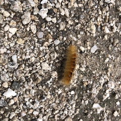 Pygarctia