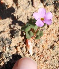 Oxalis punctata