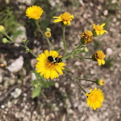 Trichodes peninsularis